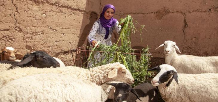 برنامج تربية المواشي - Agrisud - ورزازات 