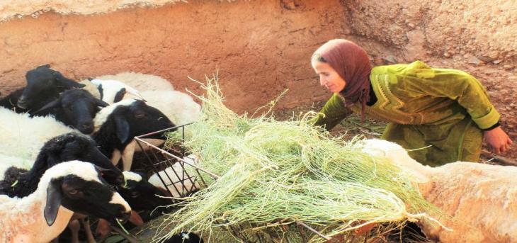 Agriculture - Ouarzazate-Agrisud 2