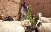Programme élevage - Agrisud - Ouarzazate